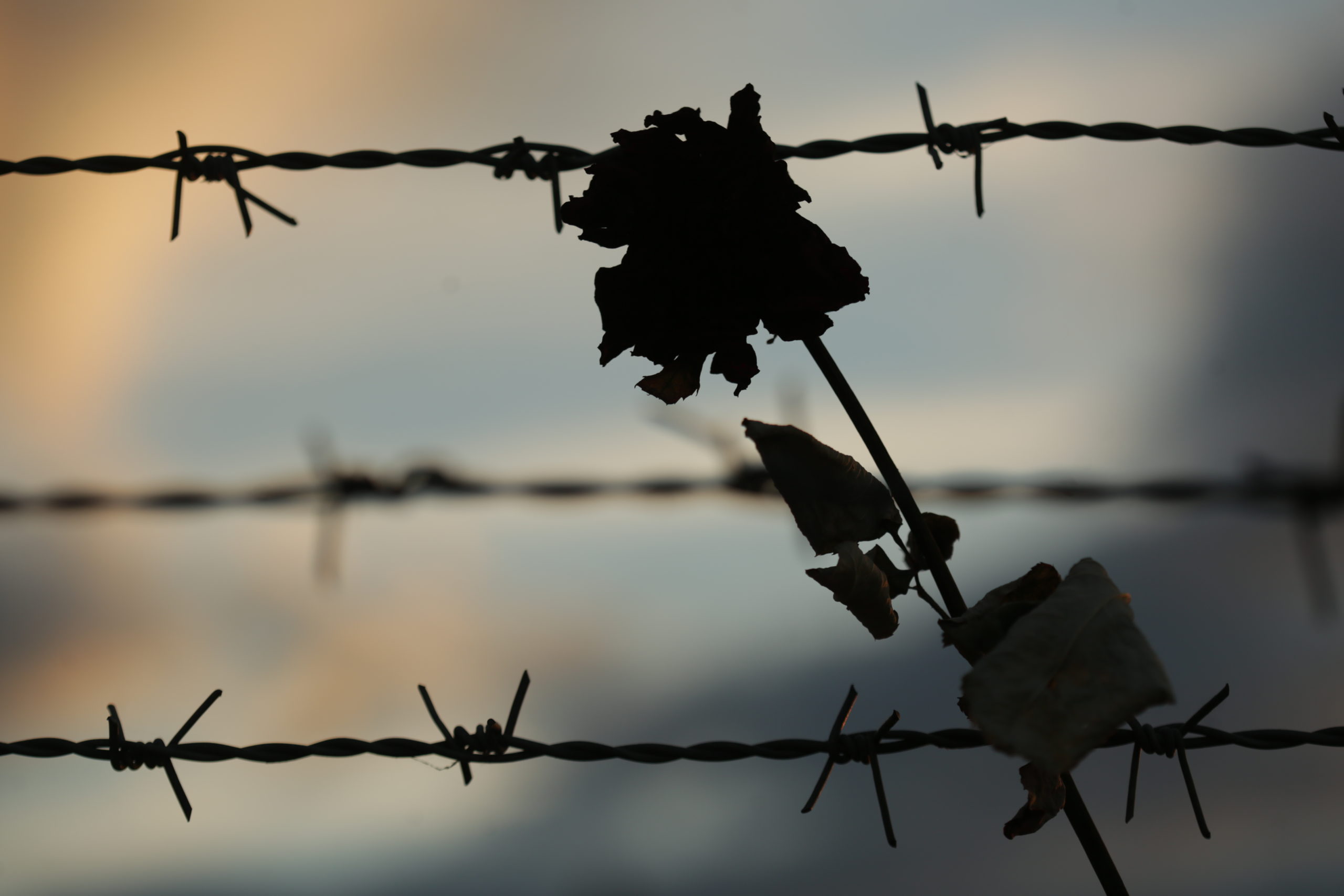 Photo of flower in front of barbed wire fence taken in Auschwitz-Birkenau by Jaroslaw Praszkiewicz.